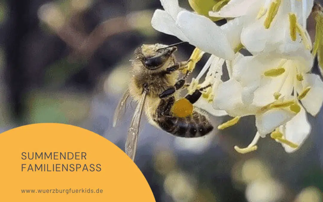 Summender Familienspaß: Wie du in die Geheimnisse der fleißigen Bienen in & um Würzburg eintauchst